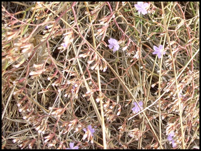 Limonium tigulianum?